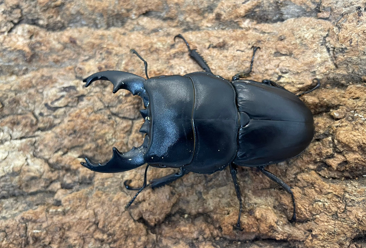 WD】アルキデスヒラタクワガタ – INSECT SHOP KMY