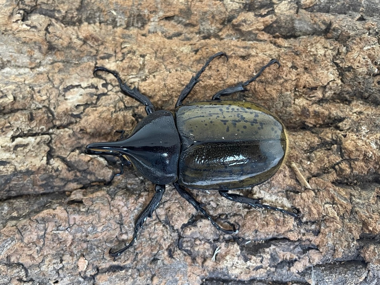 DH.ヘラクレス レイディ – INSECT SHOP KMY