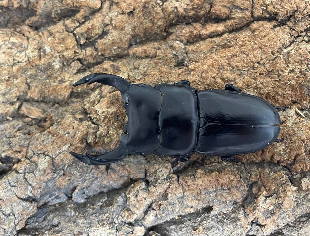 川西産85ミリ等オオクワガタ6頭セット♂4頭♀2頭 オオクワガタ（川西） – INSECT SHOP KMY