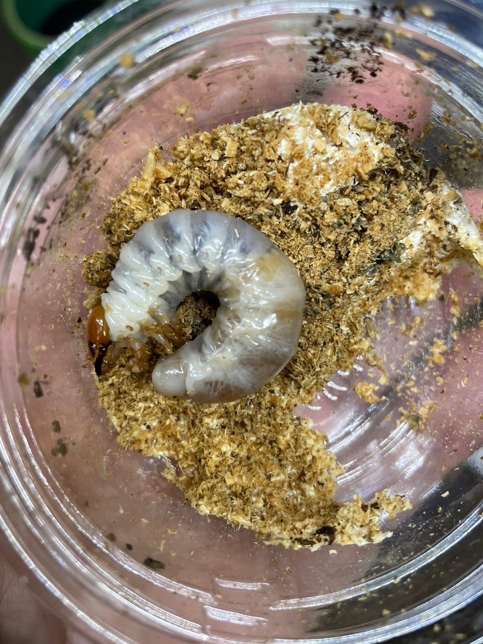 【幼虫】タランドゥスオオツヤクワガタ(800ボトル菌糸入)