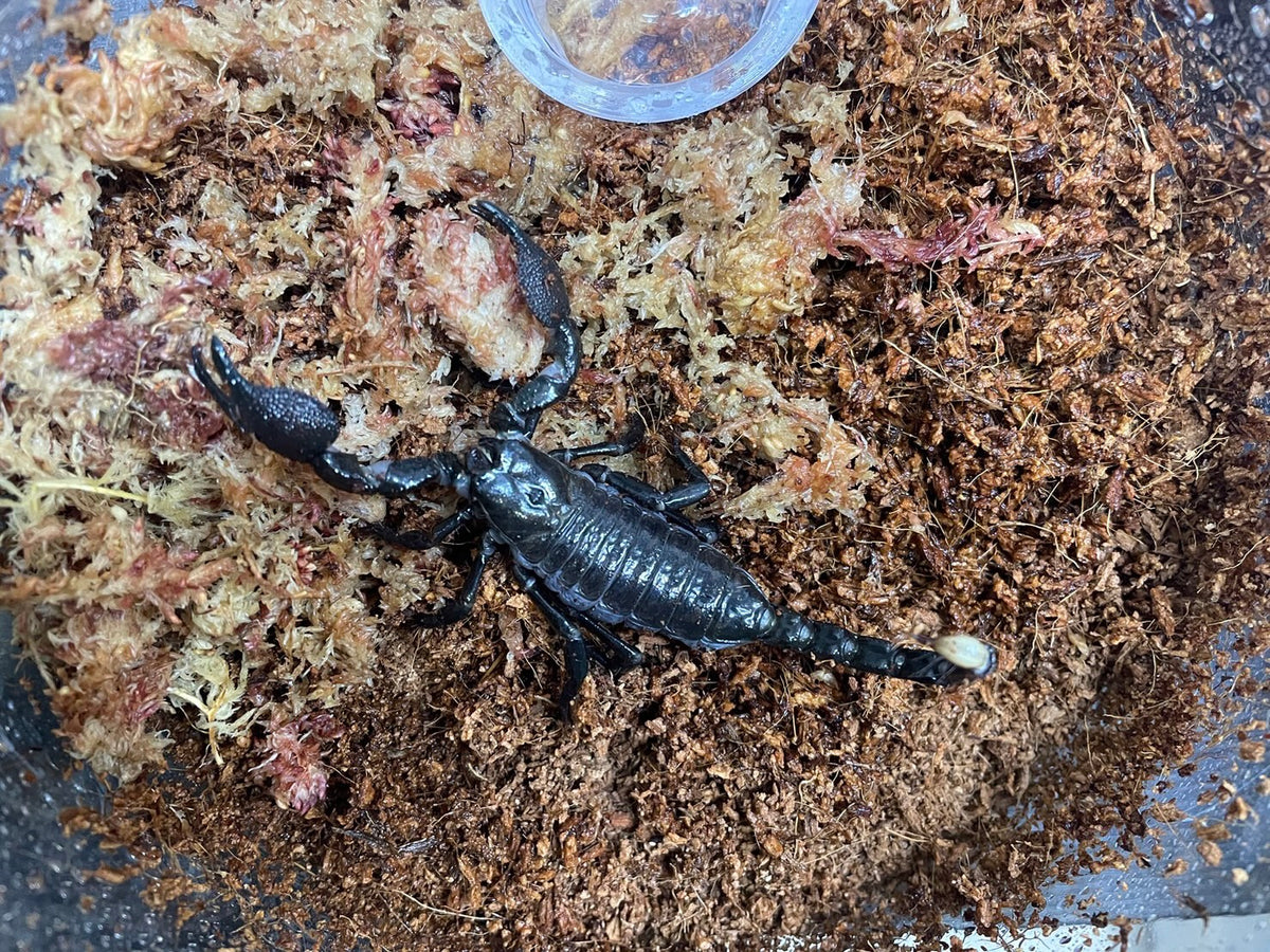 ダイオウサソリ