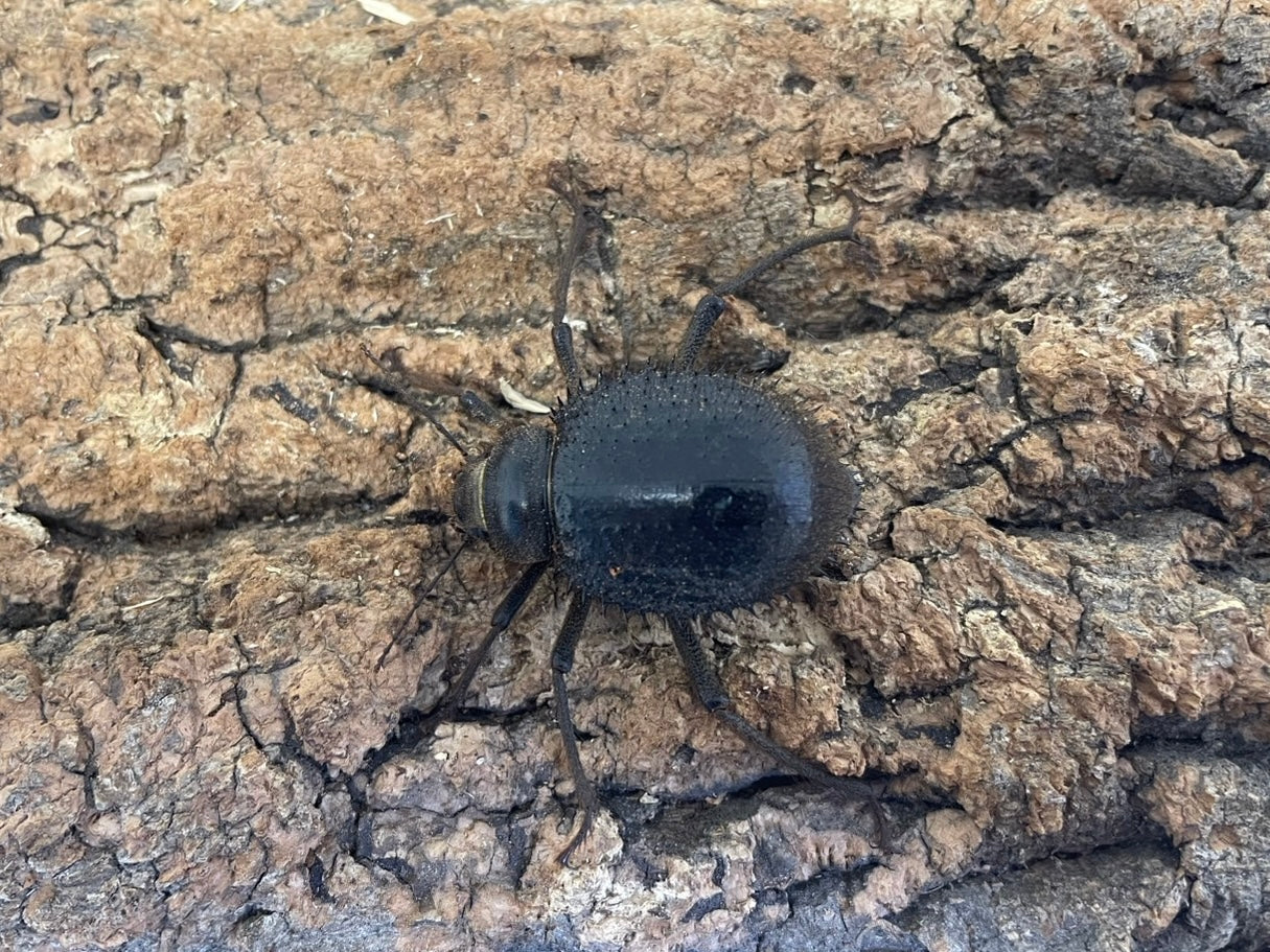 トゲヘリサバクゴミムシダマシ – INSECT SHOP KMY