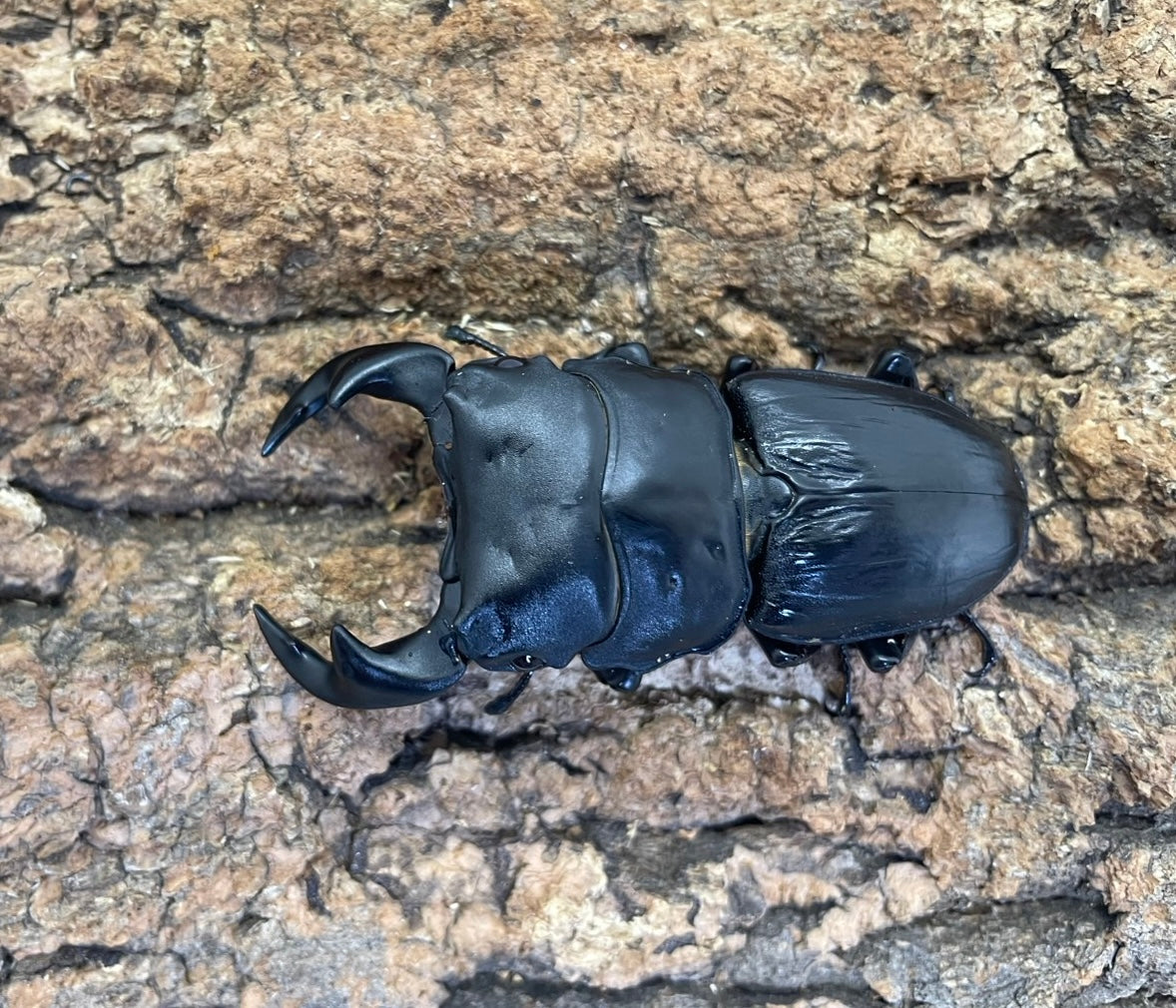 タイワンオオクワガタ – INSECT SHOP KMY