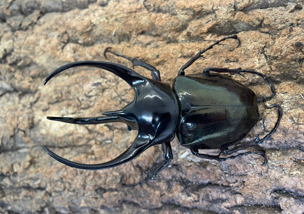 WD】コーカサスオオカブト – INSECT SHOP KMY