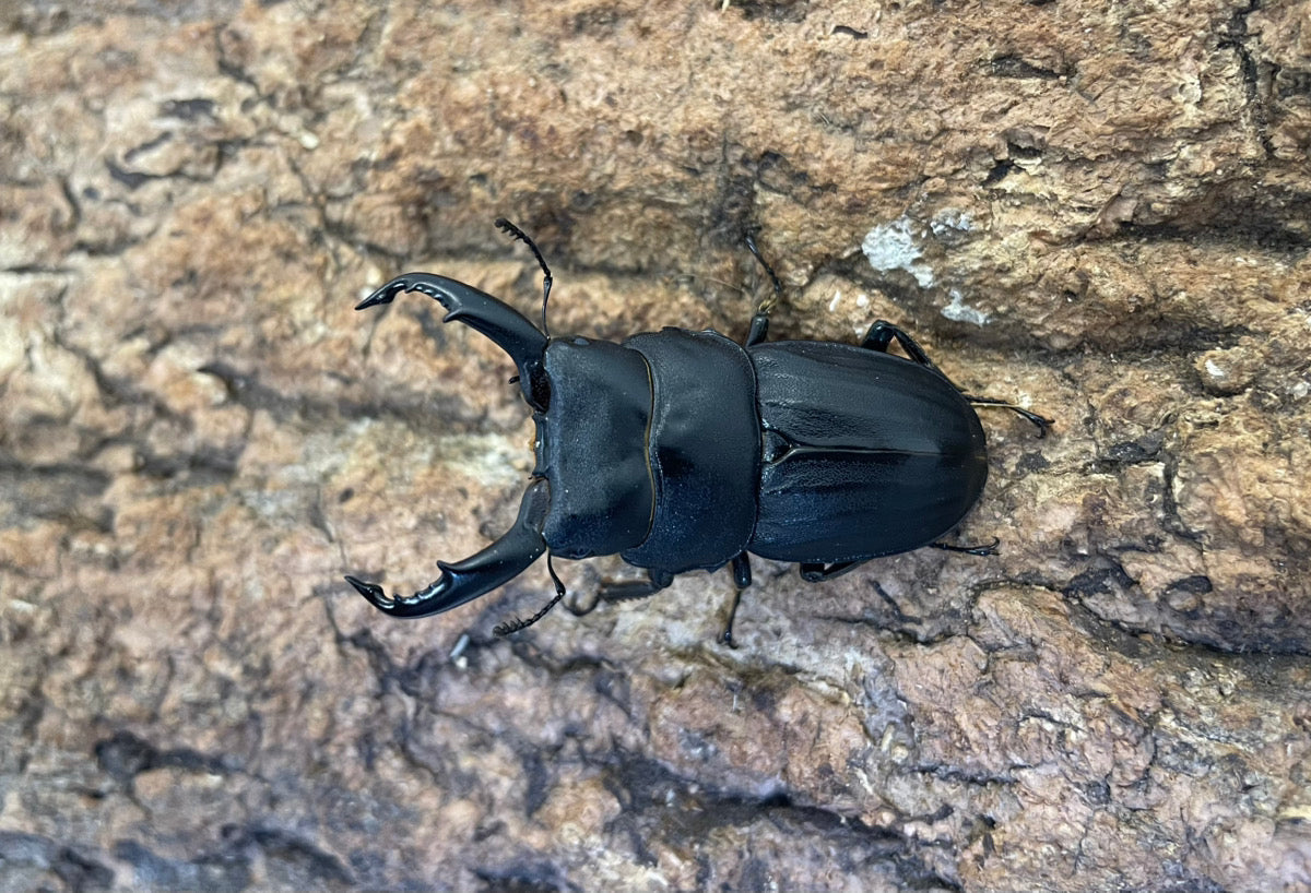 スジブトヒラタクワガタ – INSECT SHOP KMY