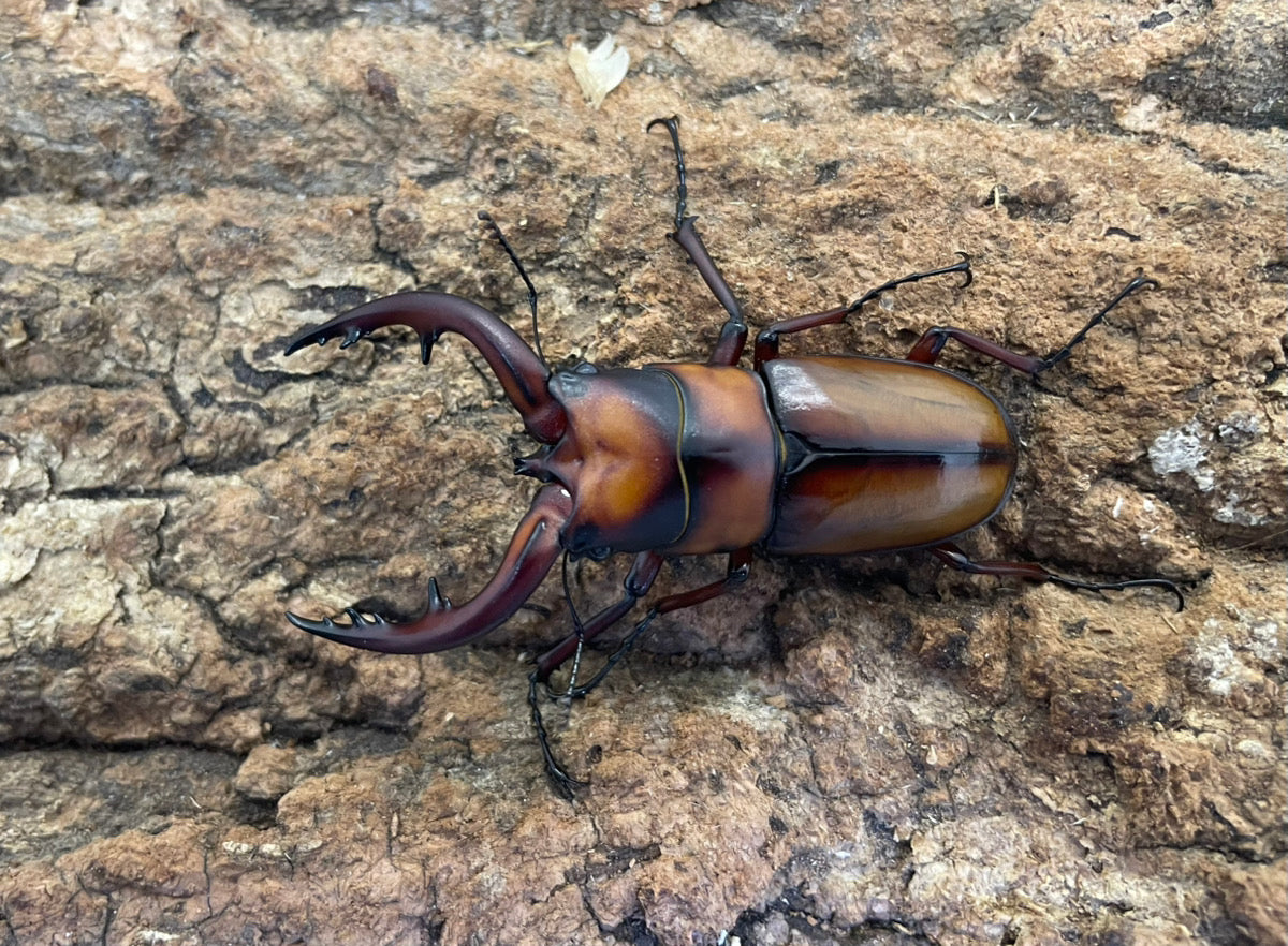 トカラノコギリクワガタ(中之島) – INSECT SHOP KMY トカラノコギリクワガタ(中之島) – INSECT SHOP KMY