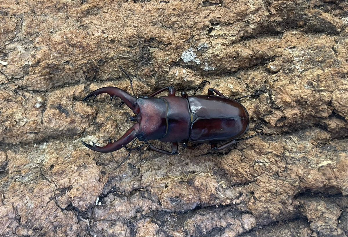 トカラノコギリクワガタ（諏訪之瀬） – INSECT SHOP KMY