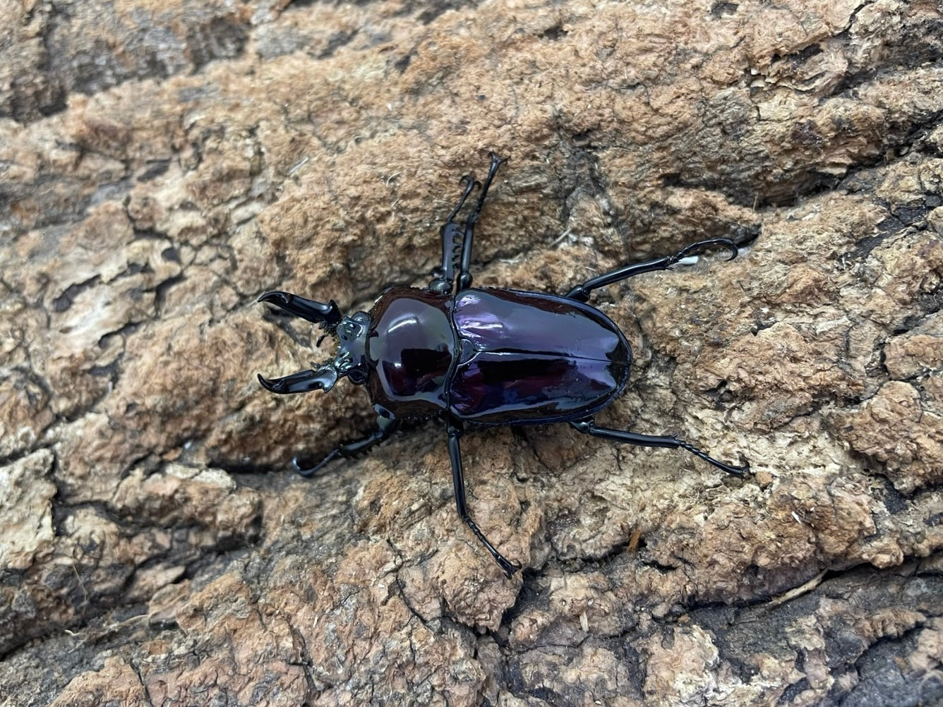 ニジイロクワガタ(紫煌） – INSECT SHOP KMY