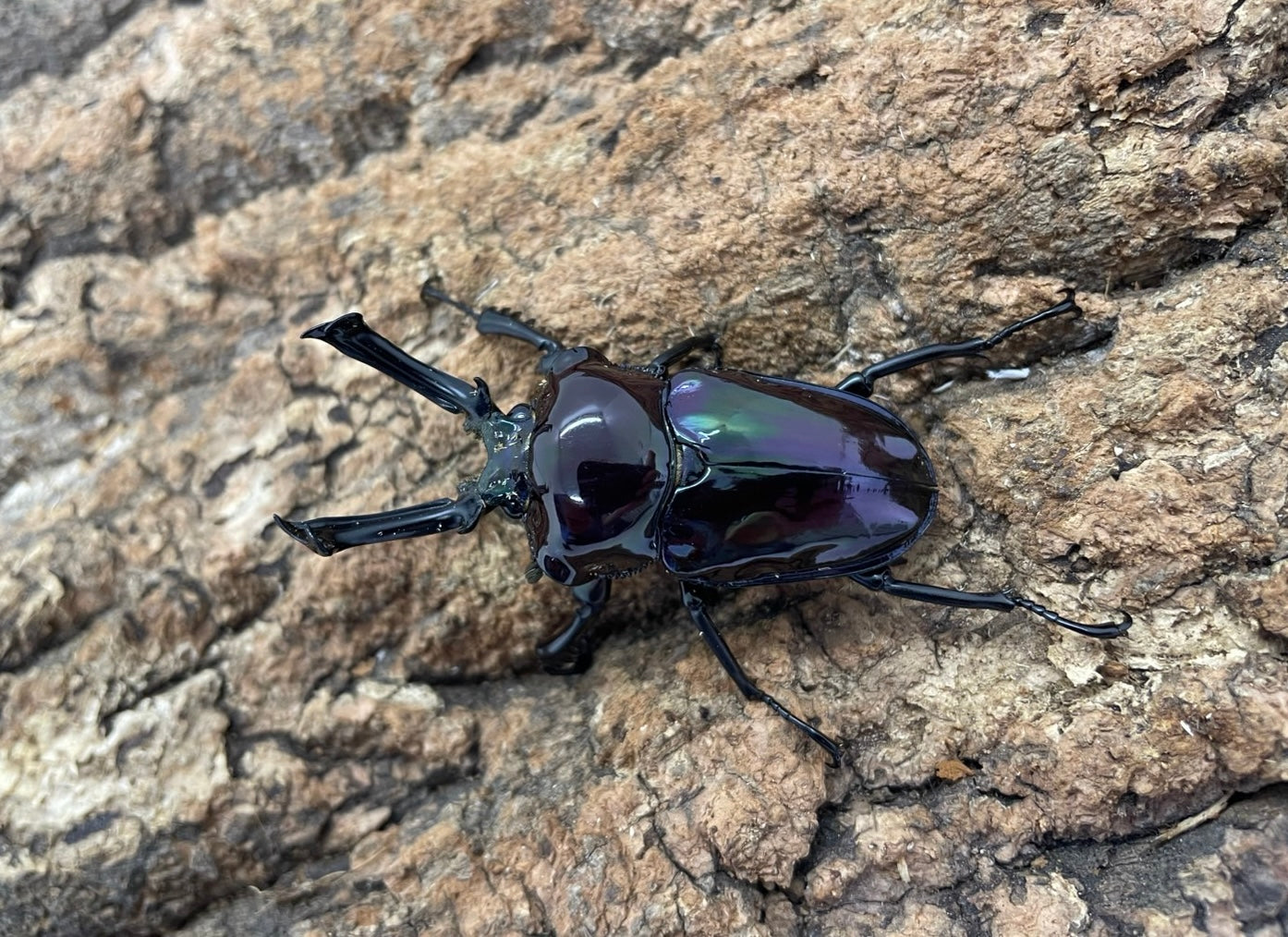 ニジイロクワガタ(紫煌） – INSECT SHOP KMY