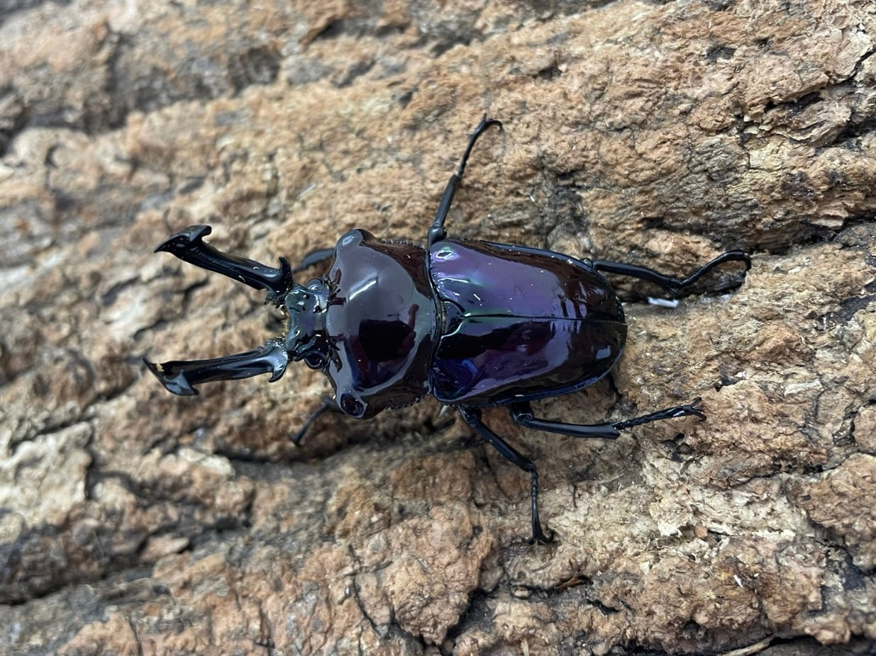ニシカワ様 西川ダウン(R)」ステンカラー ダウン