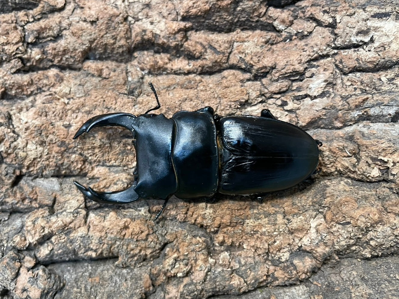 オオクワガタ(川西産） – INSECT SHOP KMY