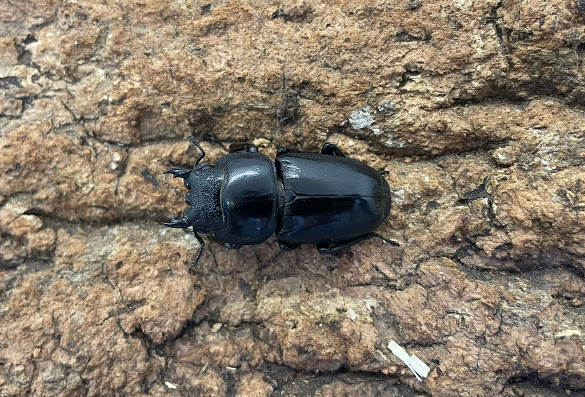 テイオウヒラタクワガタ ペア ♂100mm ルソン島南カマリネス州Mt.イサロン産 CBF1