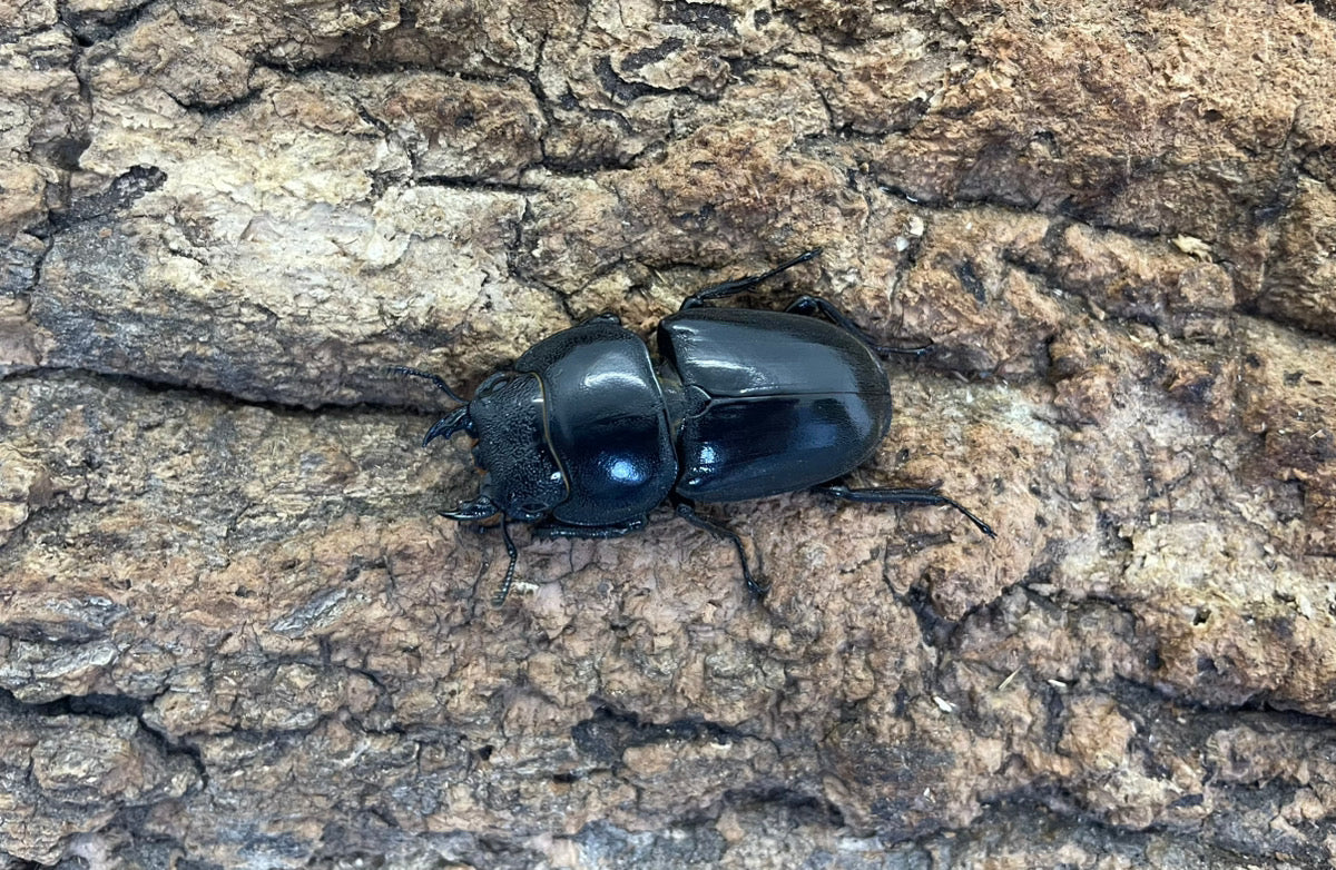 テイオウヒラタクワガタ