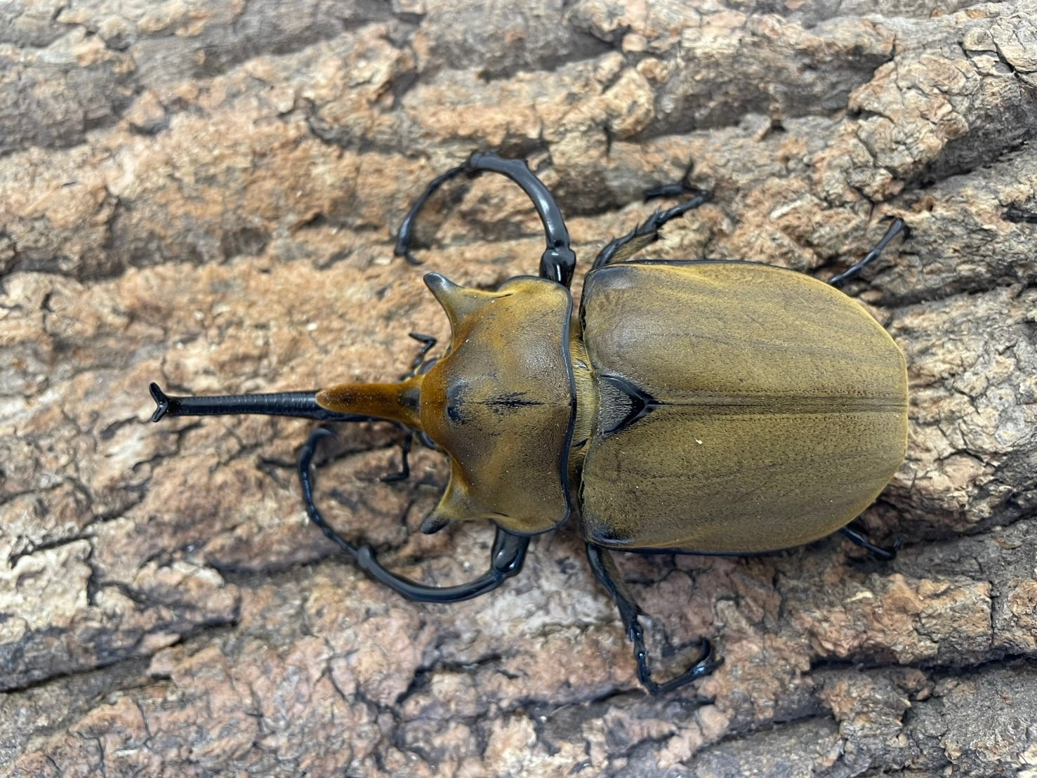 エレファスゾウカブト エレファスゾウカブト – INSECT SHOP KMY