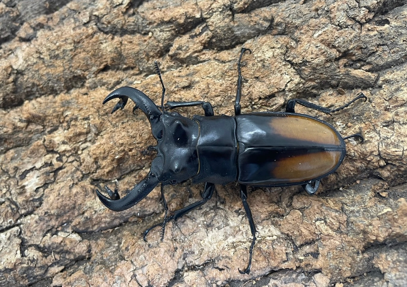 WD】パリーフタマタクワガタ – INSECT SHOP KMY