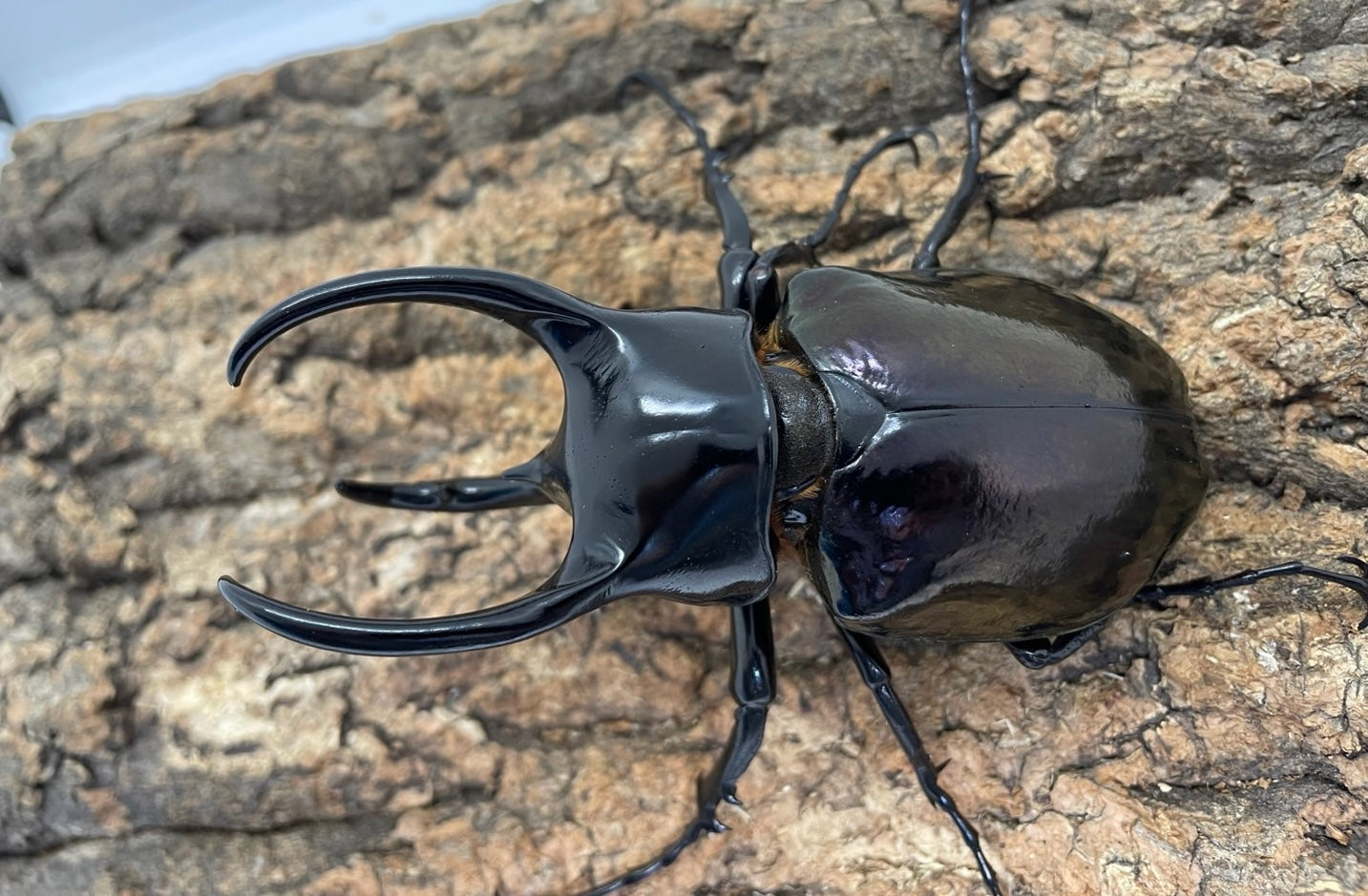 WD 大型コーカサスオオカブト タイリクコーカサス標本 116mm むし社