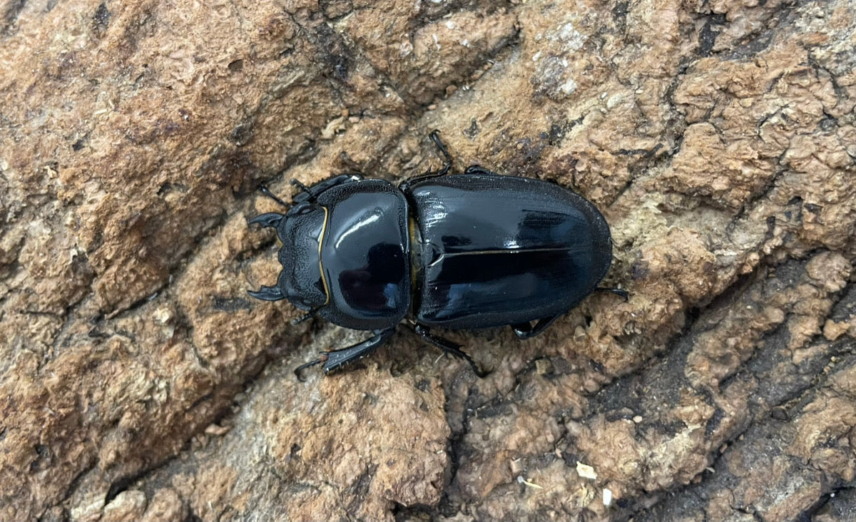 サキシマヒラタクワガタ