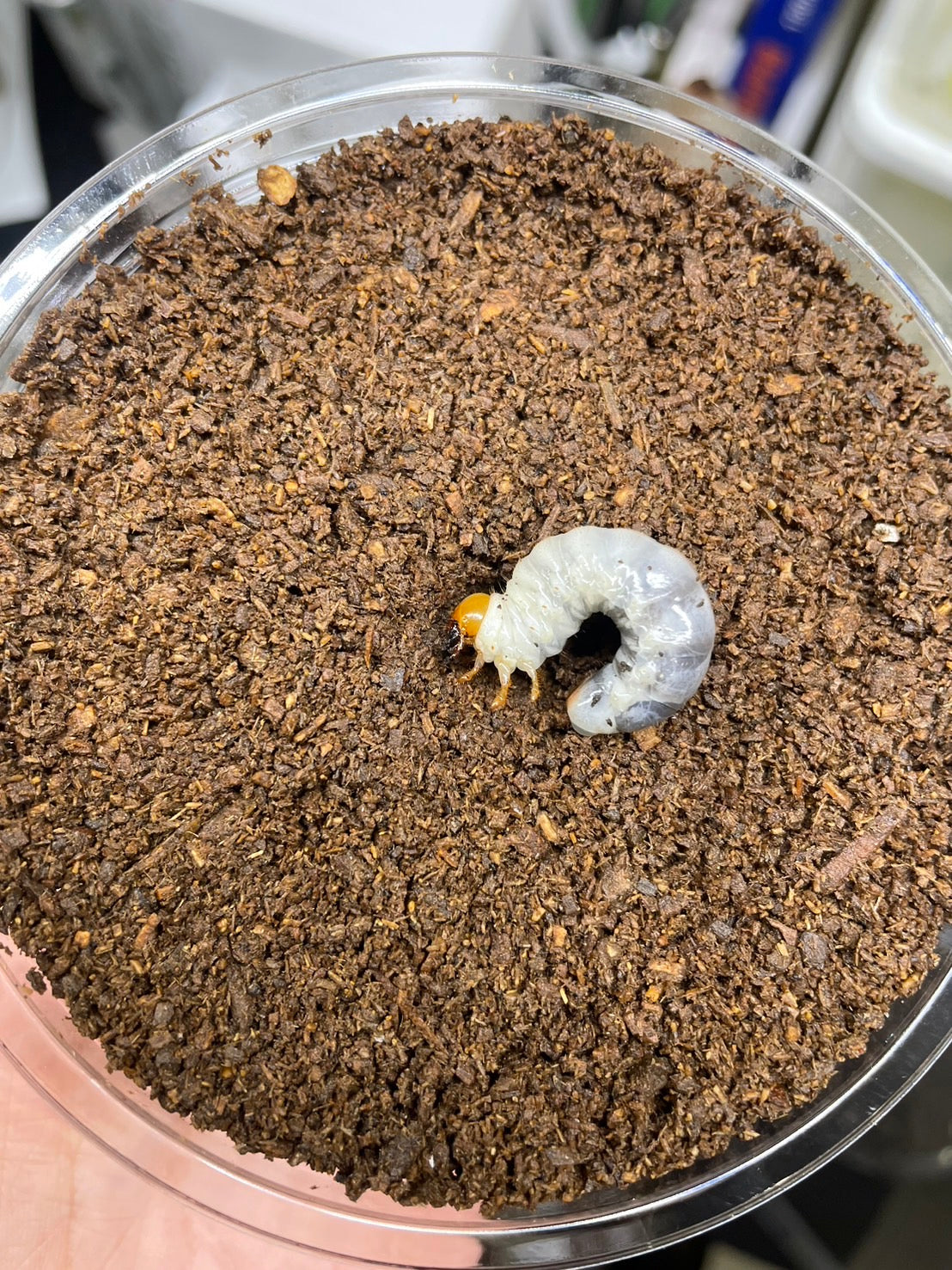 幼虫】アマミミヤマクワガタ – INSECT SHOP KMY