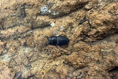 チェリフェルネブトクワガタ ペア エンガノ島産 WF6 ①
