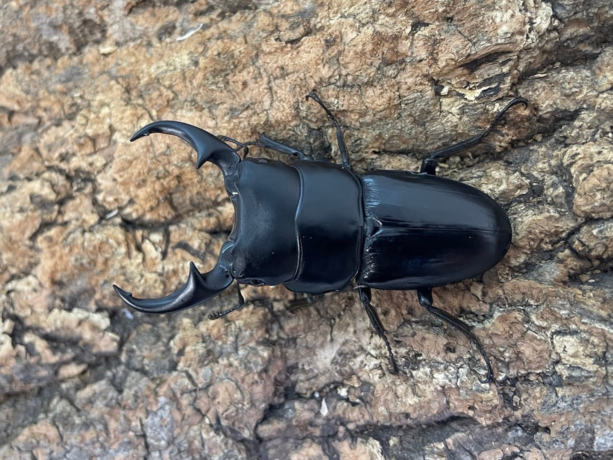 WD】パリーオオクワガタ – INSECT SHOP KMY