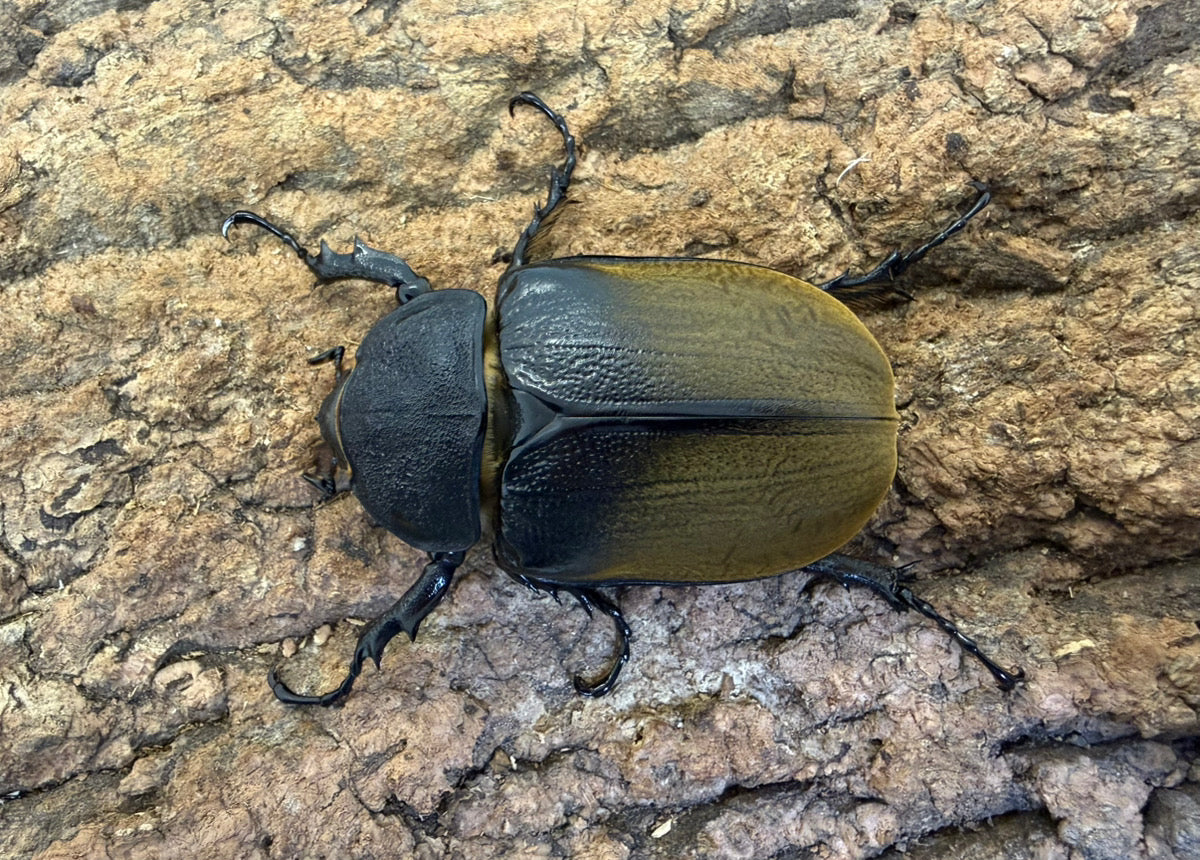 エレファスゾウカブト ペア ♂106mm メキシコ・カテマコ産 CBF2