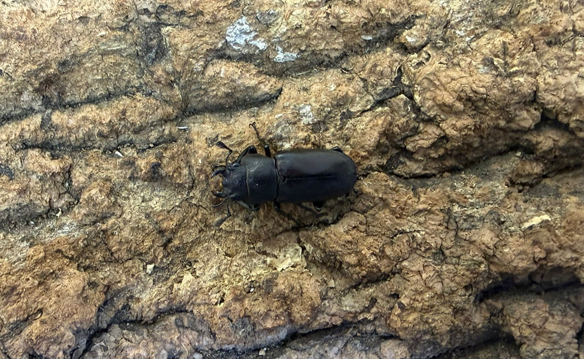 メタリフェルホソアカクワガタ ペア ♂63mm ペレン島産 CB