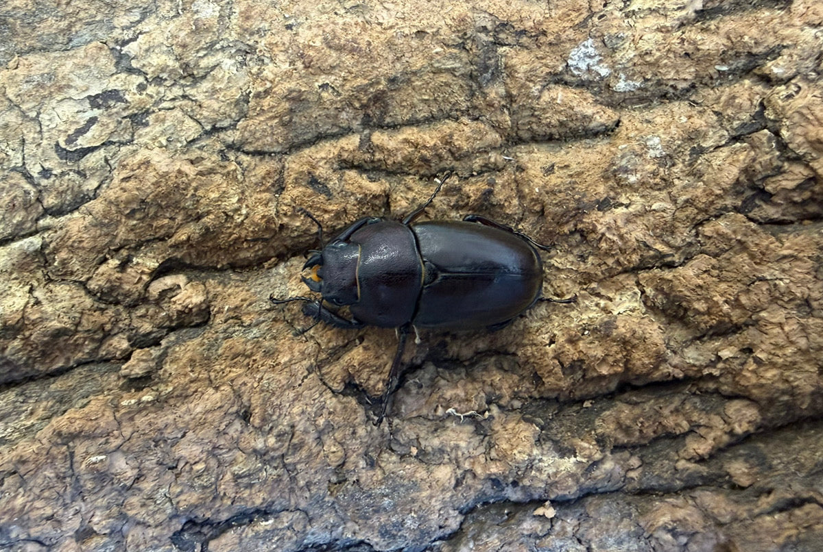 ミシマイオウノコギリクワガタ ペア ♂63mm 鹿児島県三島村産 CB