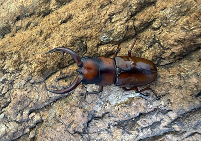 トカラノコギリクワガタ ペア ♂60mm 鹿児島郡十島村悪石島産 CBF2