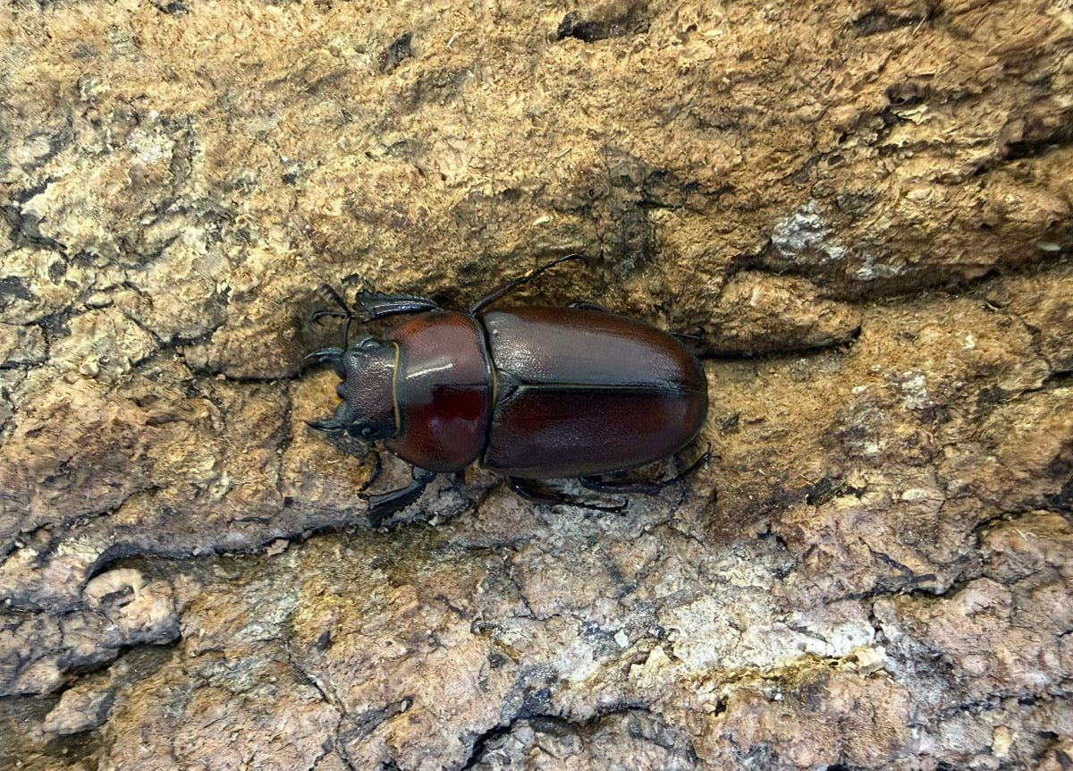 トカラノコギリクワガタ ペア ♂60mm 鹿児島郡十島村悪石島産 CBF2
