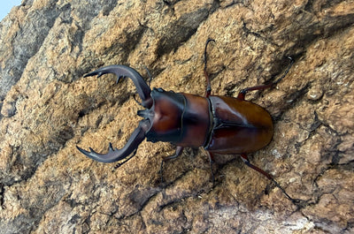 トカラノコギリクワガタ ペア ♂63mm 鹿児島郡十島村悪石島産 CBF2
