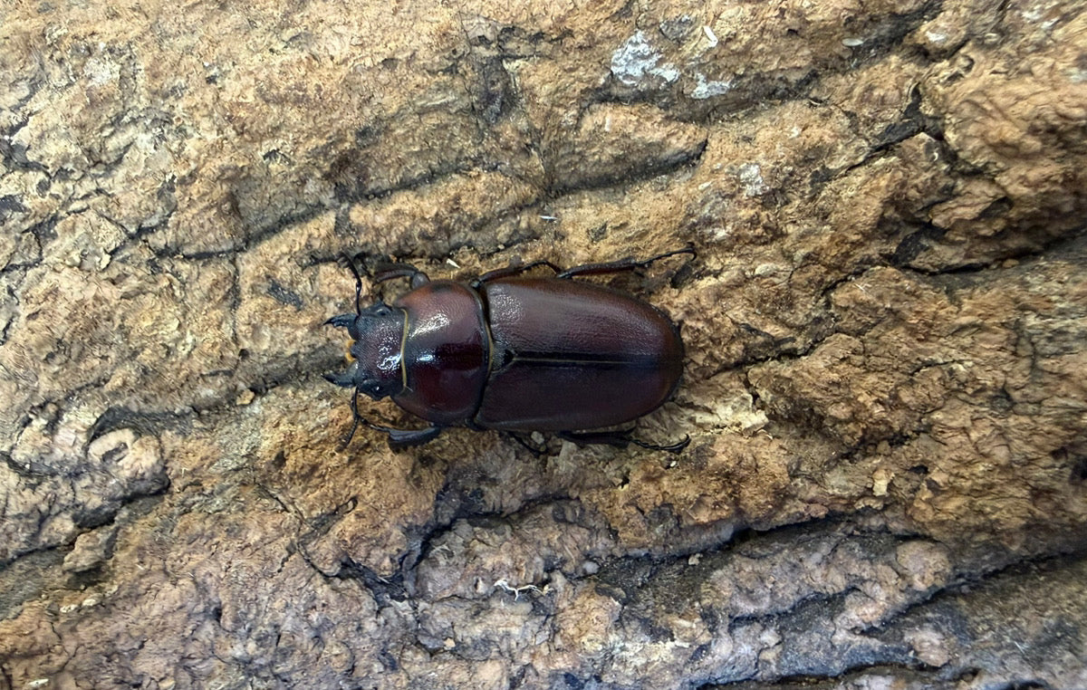 トカラノコギリクワガタ ペア ♂63mm 鹿児島郡十島村悪石島産 CBF2