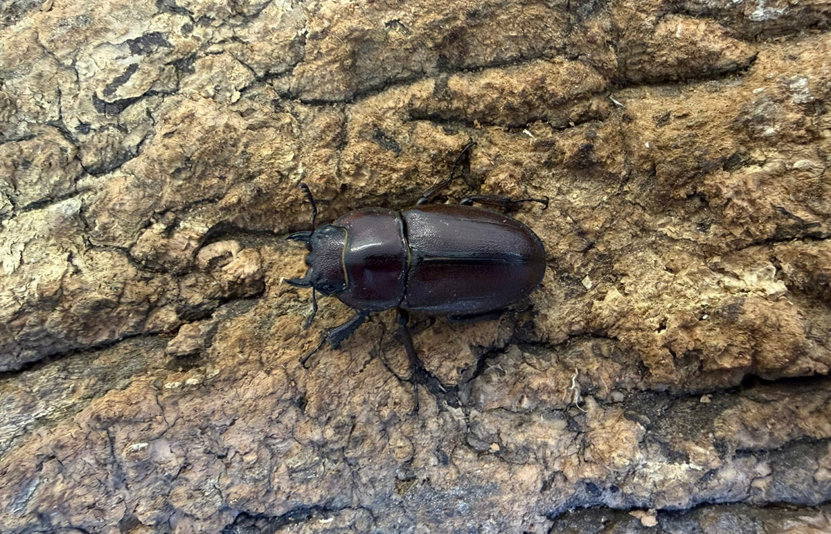 トカラノコギリクワガタ ペア ♂53mm 鹿児島郡十島村悪石島産 CBF1