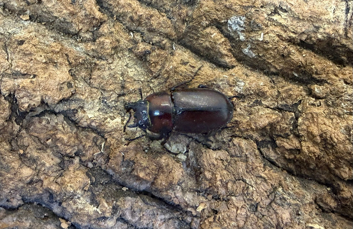 トカラノコギリクワガタ ペア ♂46mm 鹿児島郡十島村悪石島産 CBF1