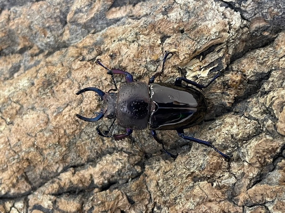 幼虫】ドウイロクワガタ – INSECT SHOP KMY