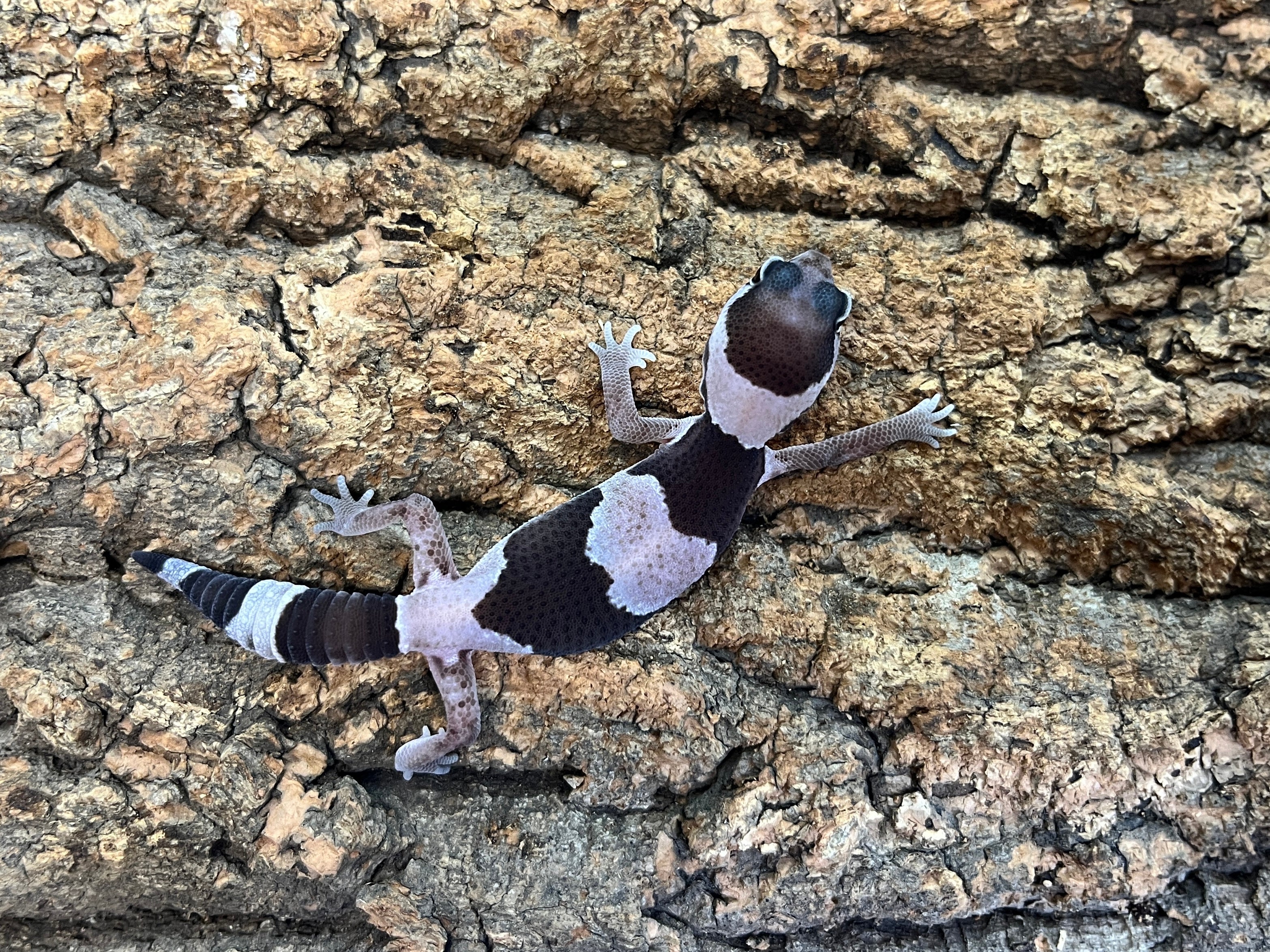 IMG_7562.jpg?v=1724574998