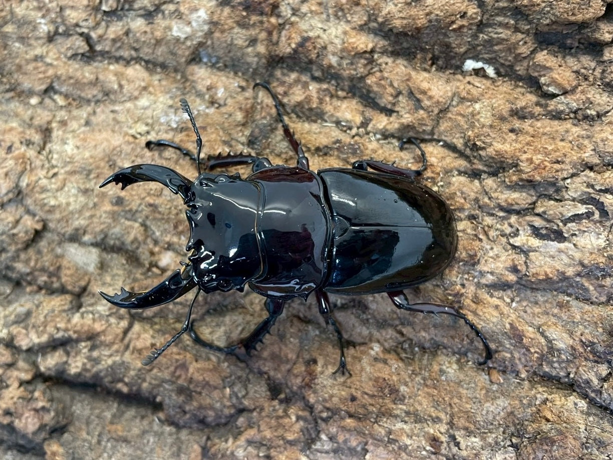 レギウスオオツヤクワガタ 標本 レギウスオオツヤクワガタ – INSECT SHOP KMY