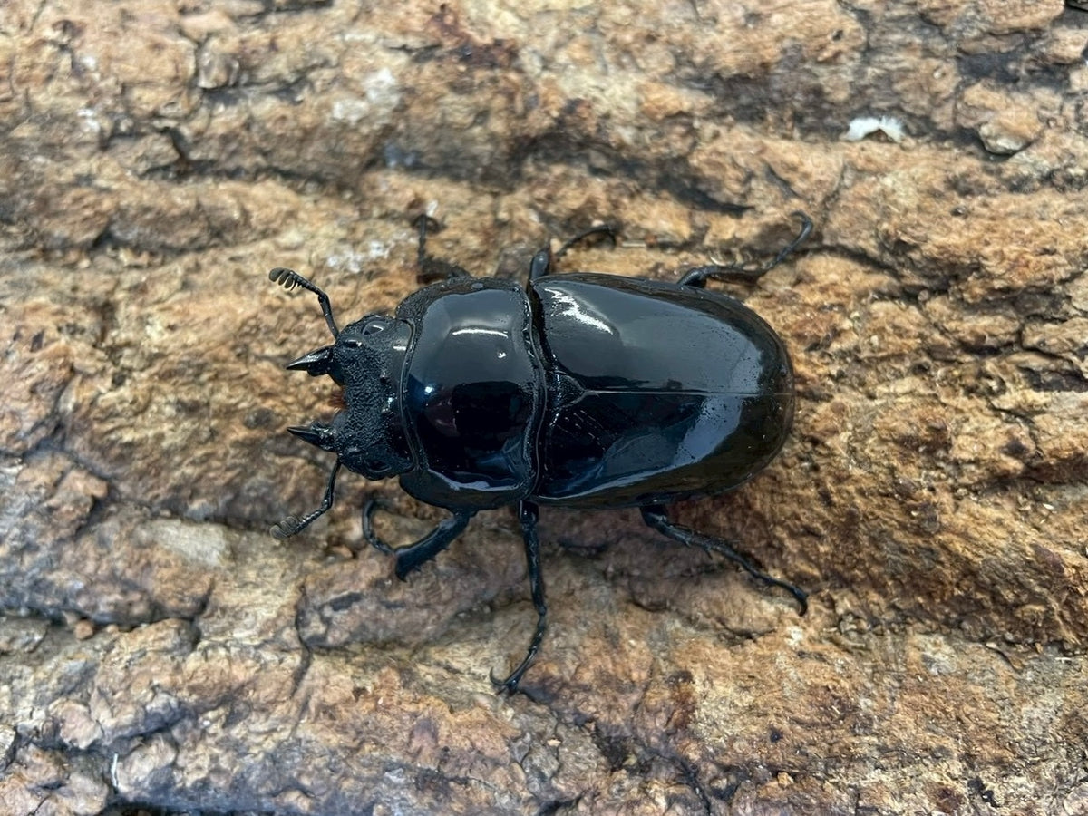 タランドゥスオオツヤクワガタ