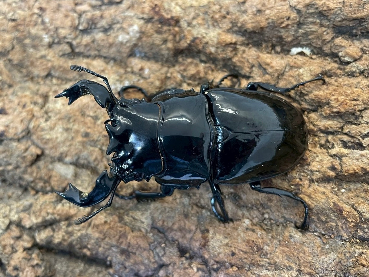 タランドゥスオオツヤクワガタ – INSECT SHOP KMY