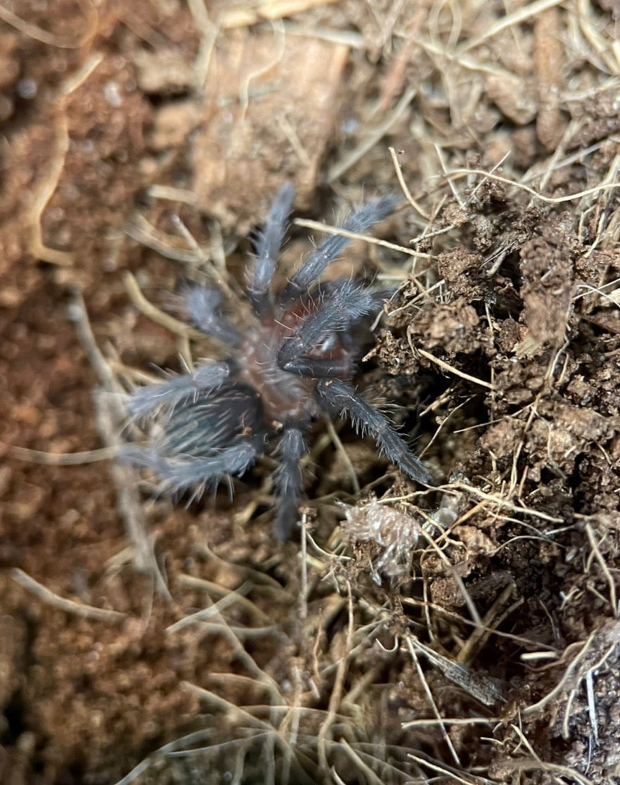 メキシカンレッドランプ/Tliltocatl vagans【幼体】国内CB – INSECT