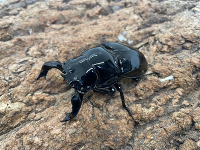 タランドゥスオオツヤクワガタ