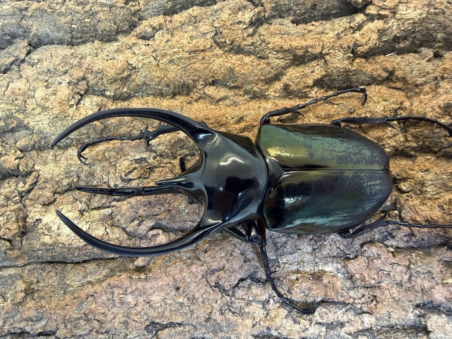 WD】コーカサスオオカブト – INSECT SHOP KMY