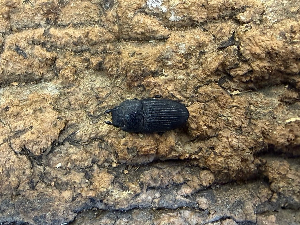 プラティオドンネブトクワガタ ペア ♂45mm インドネシア・モロタイ産 CBF1