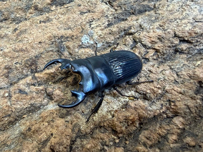 プラティオドンネブトクワガタ