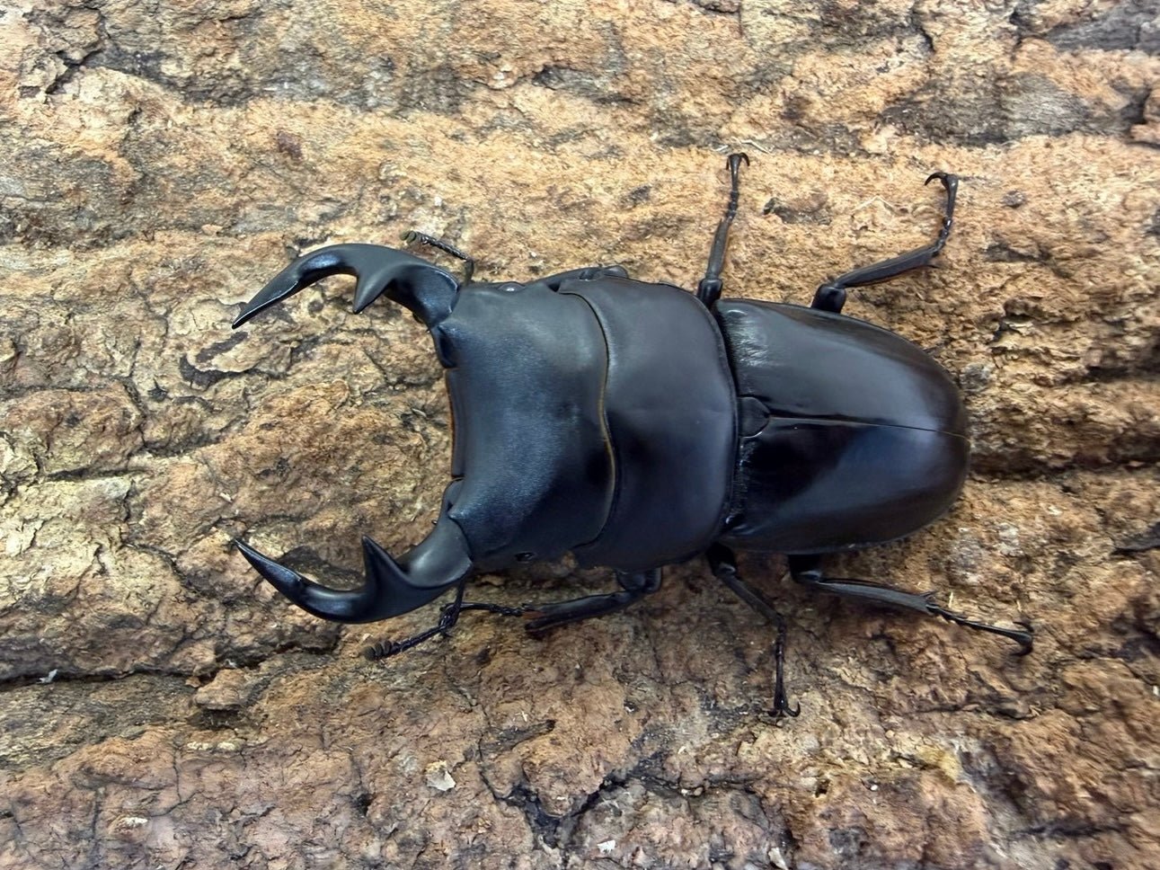 グランディスオオクワガタ – INSECT SHOP KMY