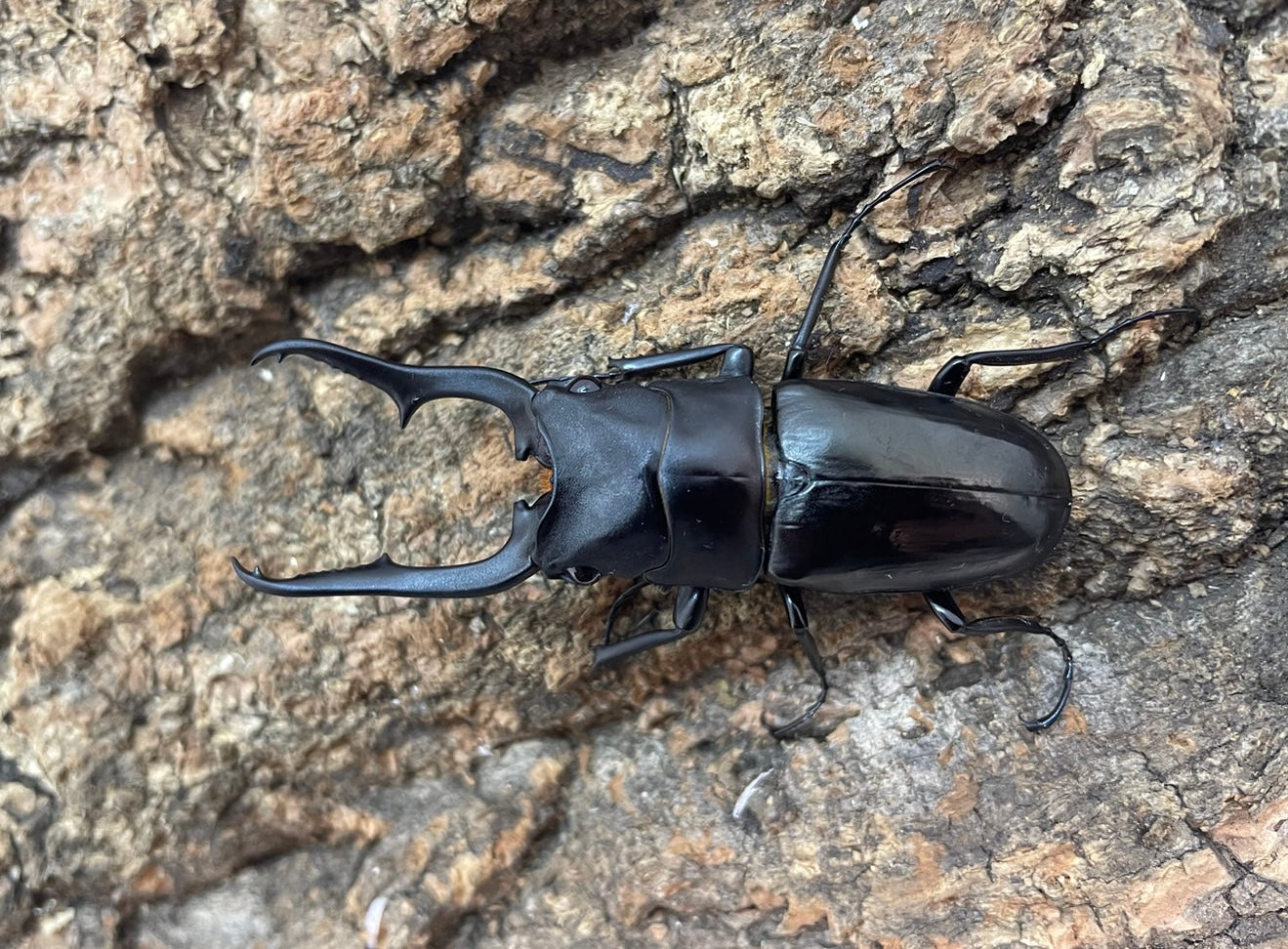 Sparkle Beetle】宮崎県産 天然 大型極太 ノコギリクワガタ♂70mmペア 