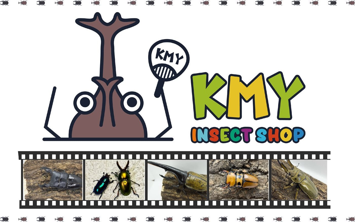 INSECT SHOP KMY