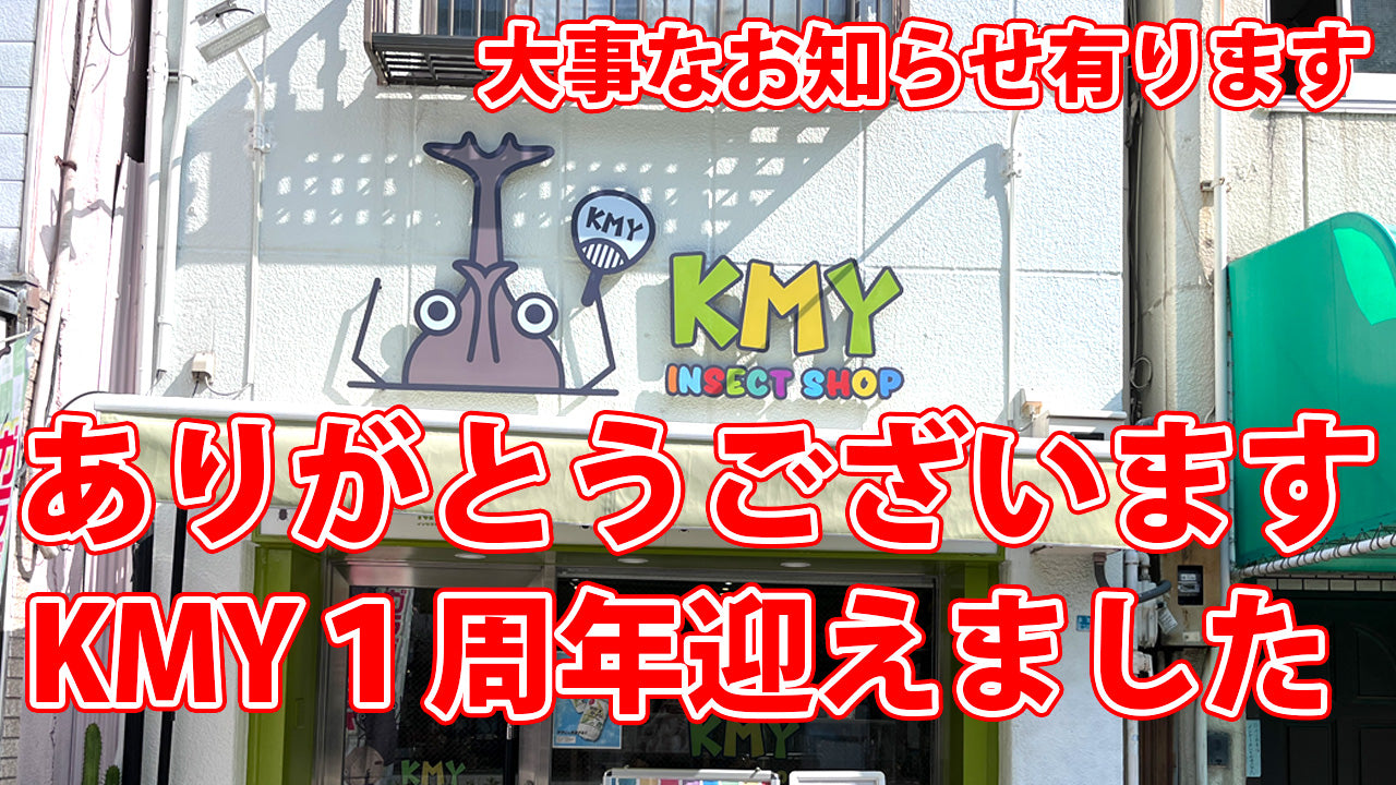 Japanese Insect. Shop Youtube公開しました!! – INSECT SHOP KMY
