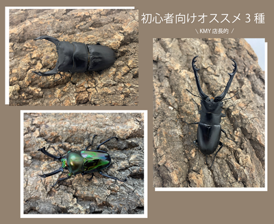 INSECTSHOP KMY店長的!初心者の方にオススメ生体3種