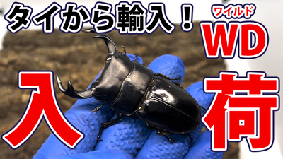 Youtubeアップしました