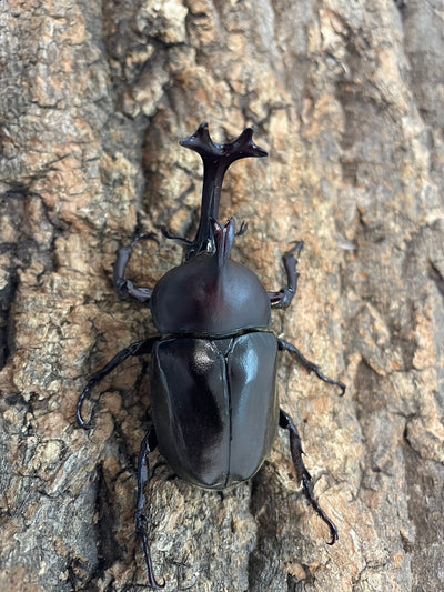 初物カブトムシ